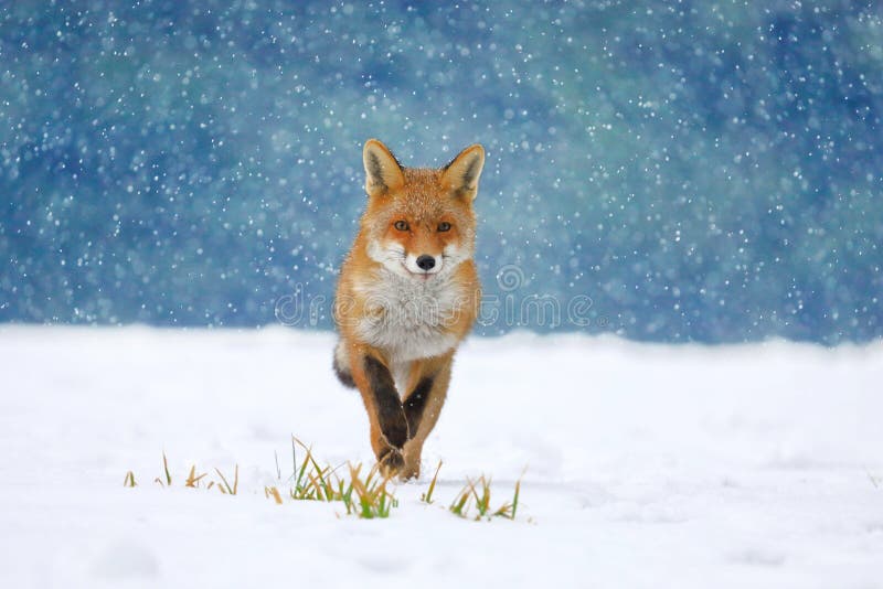 Red fox Vulpes vulpes on winter forest meadow in snowfall. Orange fur coat animal hunting in snow. Fox in winter nature.