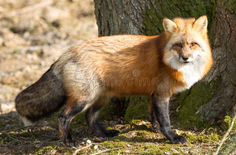 the fox in the forest pnp the fox in the forest pnp