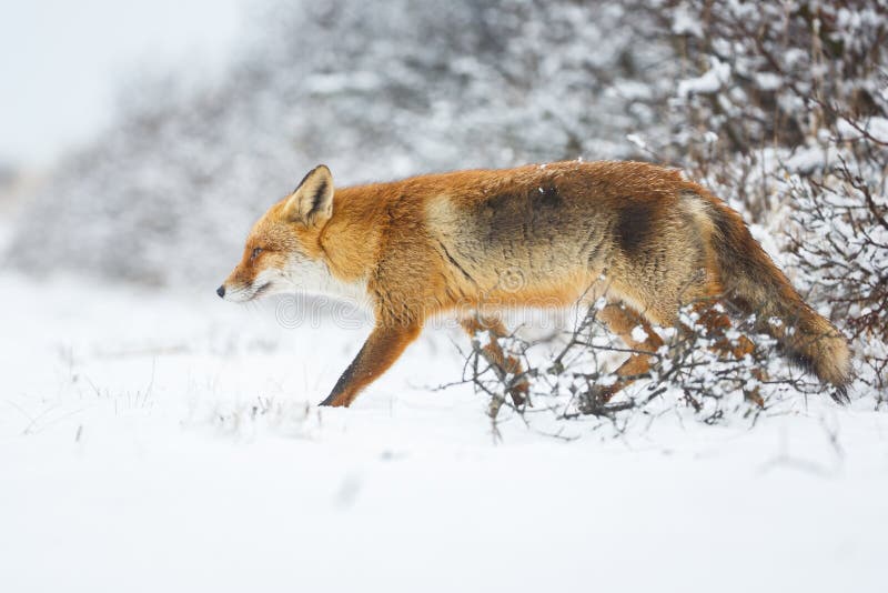 Red fox stock photo. Image of landscape, wildlife, predator 94295822