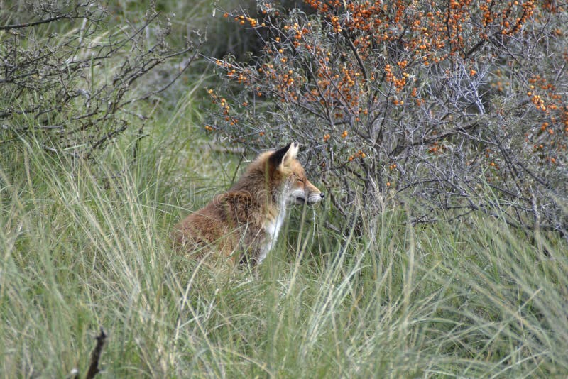 Red fox into the woods stock image. Image of netherlands 60755995