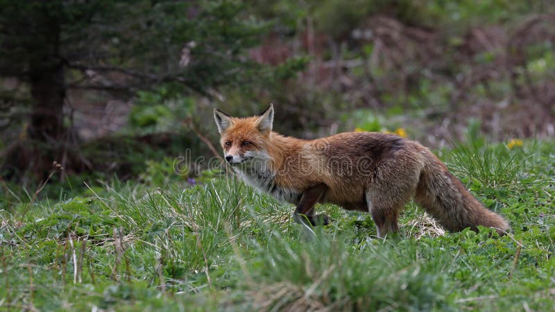 Red fox ( Vulpes vulpes )