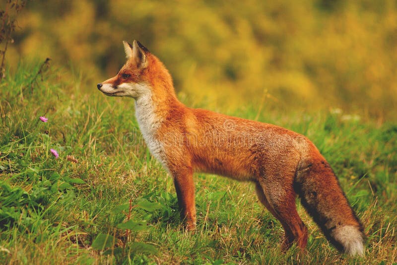 Red fox stock image. Image of fauna, forest, animal, field 49695599