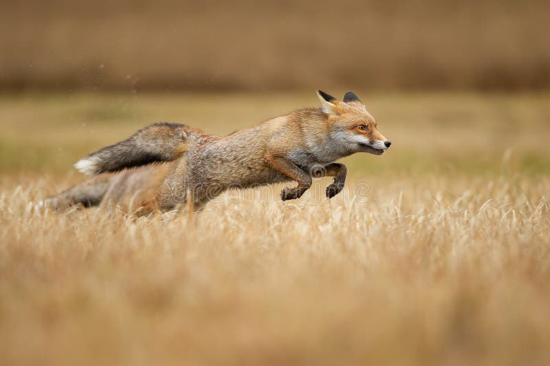 скорость лисицы на охоте