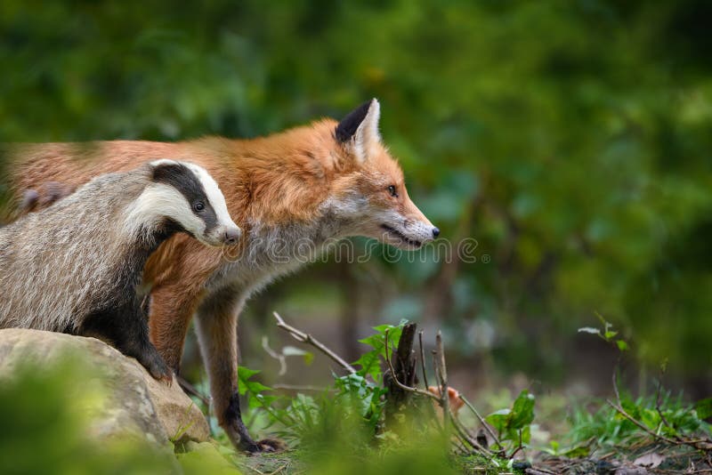 Red Foxand badger, beautiful animal on green vegetation in the forest, in the nature habitat