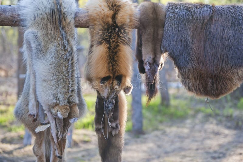 Red foxes after the hunt stock image. Image of hunting 12282405
