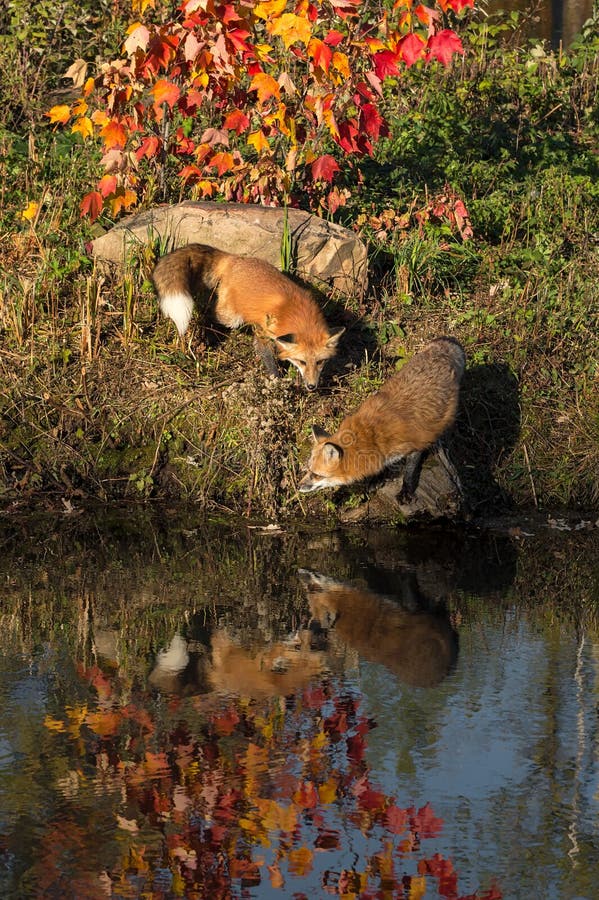 Red Foxes Vulpes vulpes Come Together Reflected Autumn stock images