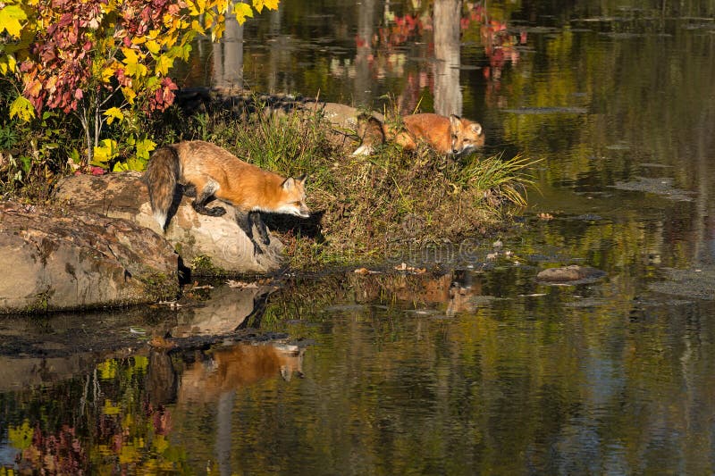 Red Foxes Vulpes vulpes On Edge of Island Reflected Autumn royalty free stock image