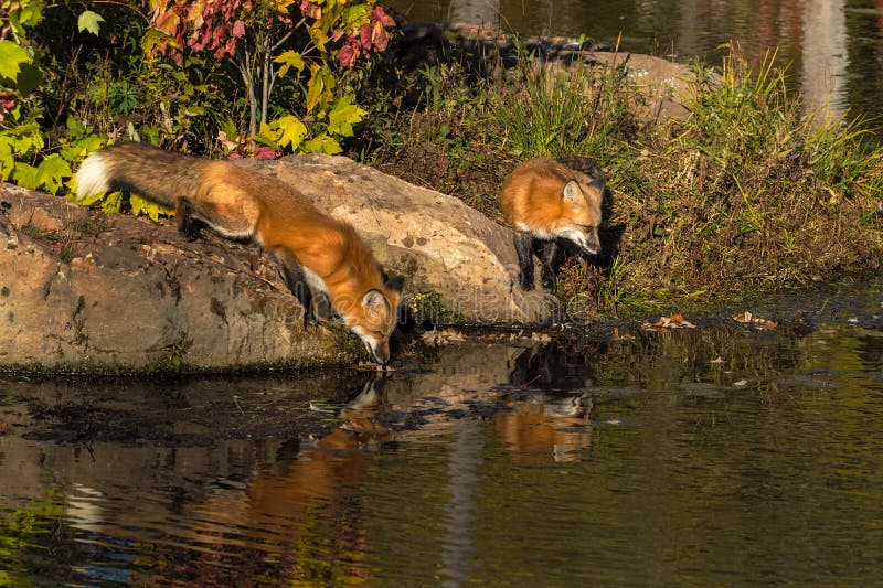 Red Foxes Vulpes vulpes at Edge of Pond Reflected Autumn royalty free stock photo