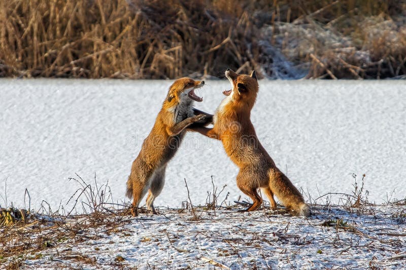 Red Foxes - Vulpes vulpes fighting. royalty free stock image