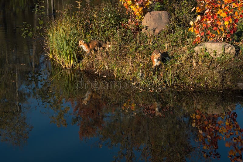 Red Foxes Vulpes vulpes On Island Reflected Autumn royalty free stock images
