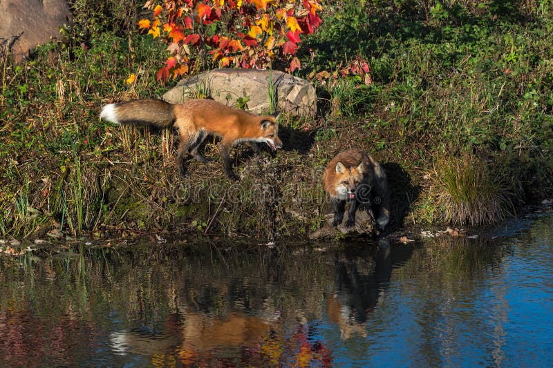 Red Foxes Vulpes vulpes on Island Shoreline Reflected Autumn royalty free stock image