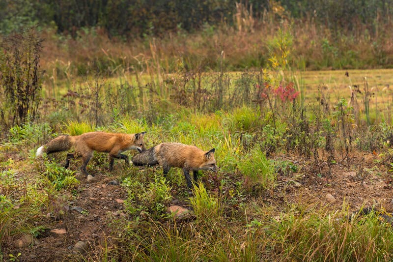 Red Foxes Vulpes vulpes Move Right Across Island Autumn royalty free stock photos