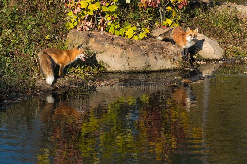 Red Foxes Vulpes vulpes Stand at Edge of Water of Pond Island Autumn royalty free stock photos