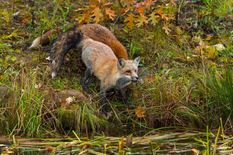 Red Foxes Vulpes vulpes Stand Near Island Edge Looking Out Autumn royalty free stock image