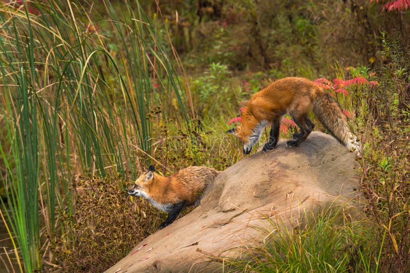 Red Foxes Vulpes vulpes Stand on Rock at Edge of Pond Autumn stock images