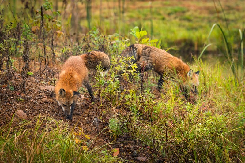 Red Foxes Vulpes vulpes Sniff About royalty free stock images