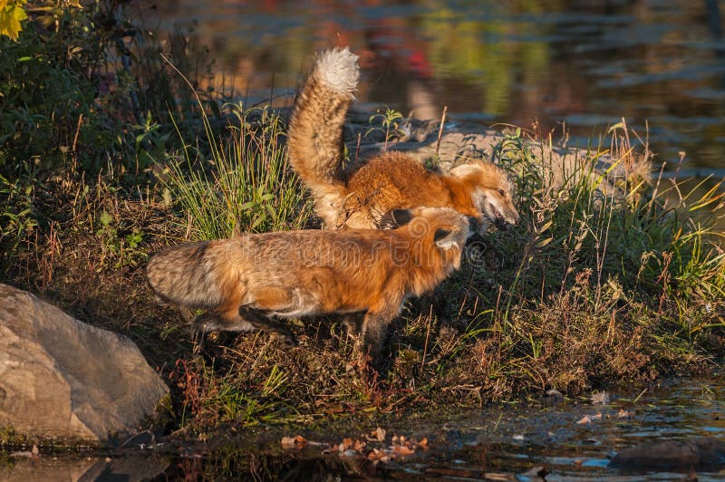 Red Foxes Vulpes vulpes Tussle for Space royalty free stock images
