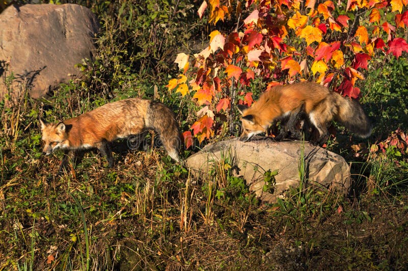 Red Foxes Vulpes vulpes Walk Across Island Autumn stock photography