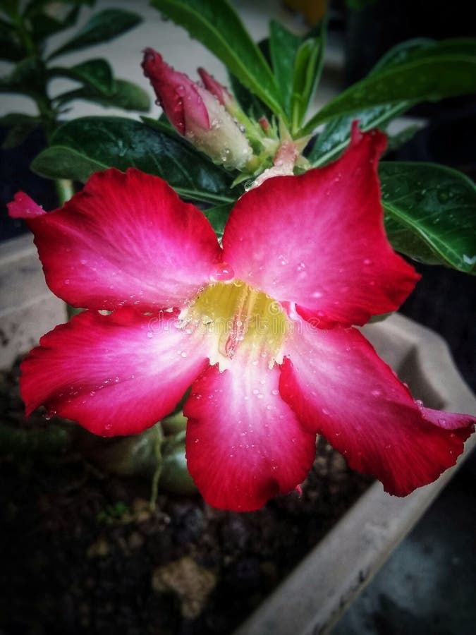 Red Frangipani Flower in the Pot Stock Image Image of plant, leaf