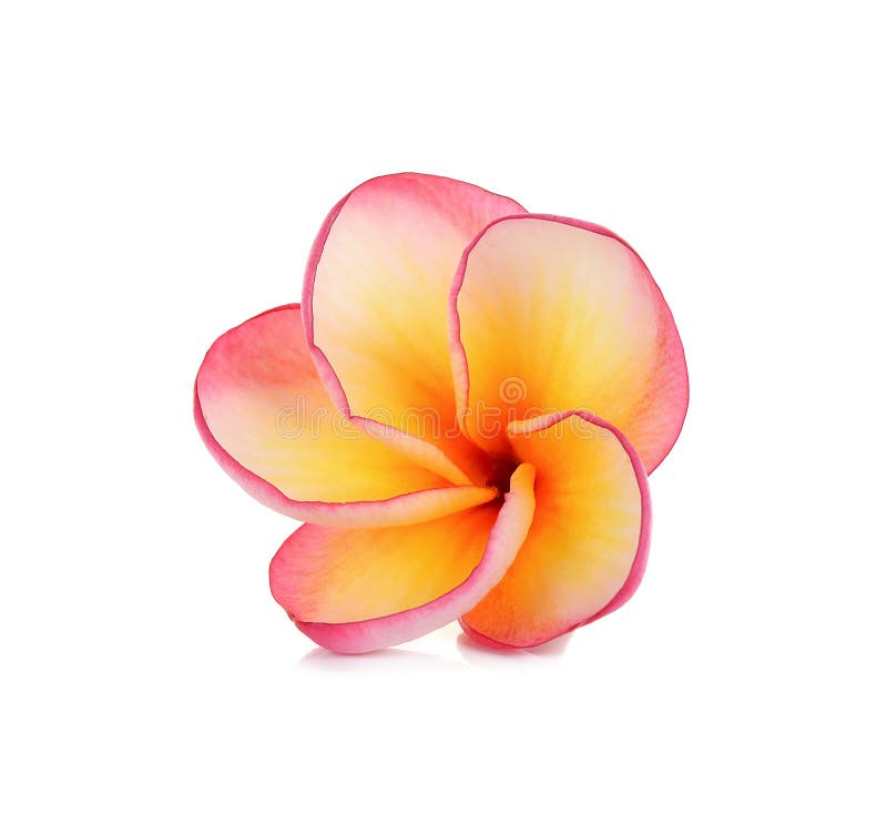 Red Frangipani Flower Isolated on White Background Stock Photo Image