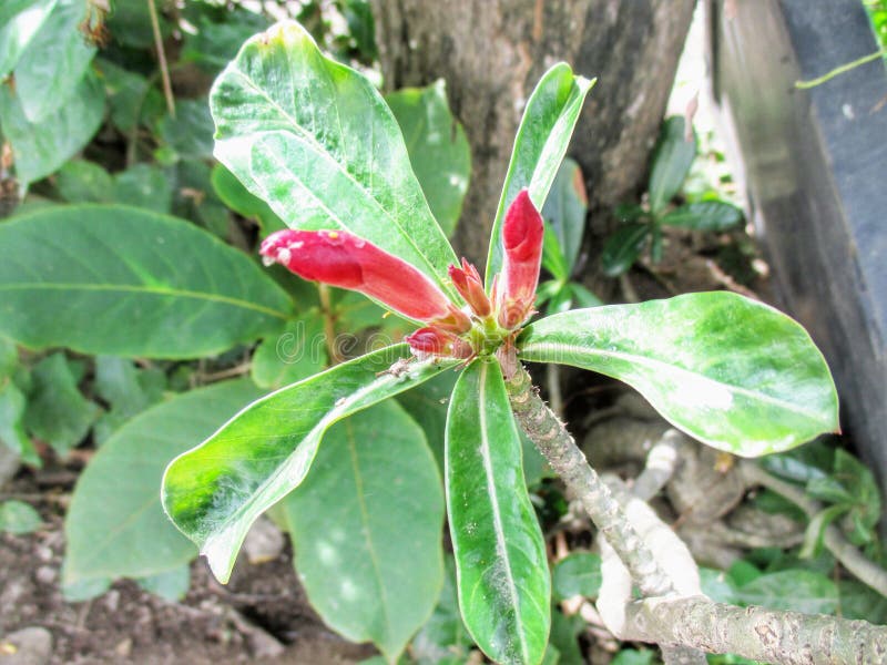 Red Frangipani Flowers, the Buds Have Not yet Bloomed Stock Image