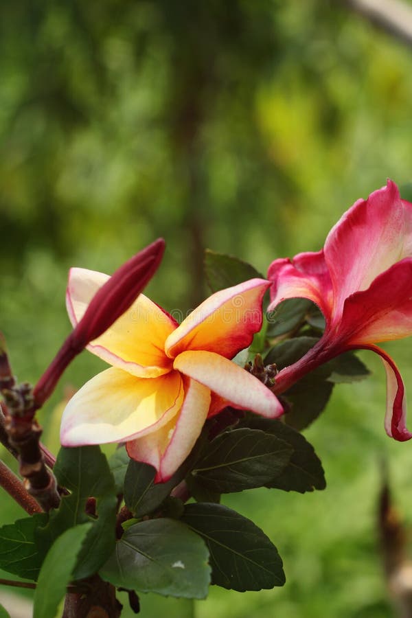 Red frangipani flowers stock photo. Image of foliage 25686340