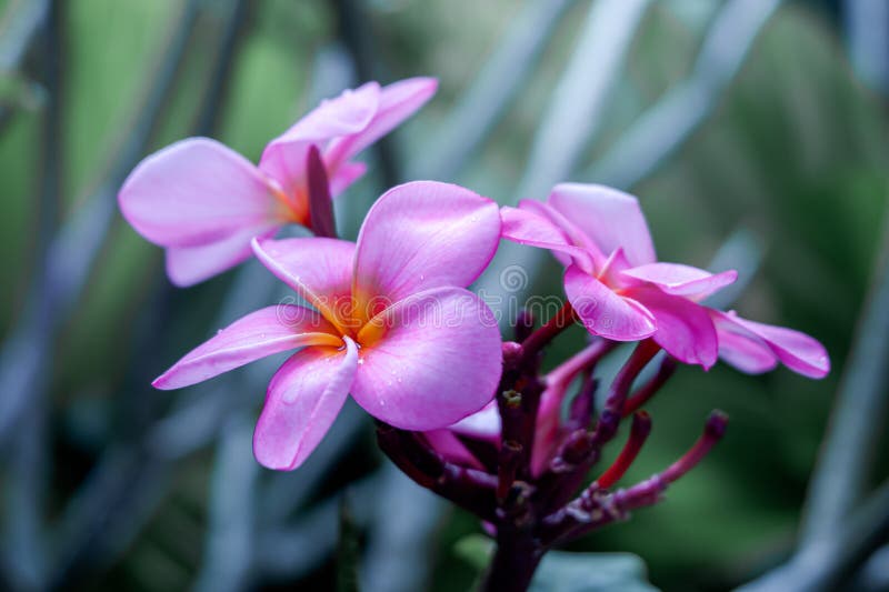Red frangipani on a garden stock photo. Image of hawaii 274516450