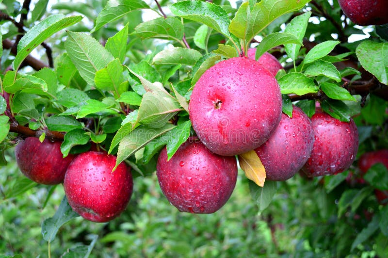 Gratuito mele Questo è stato interessato sul mela Frutteto,.