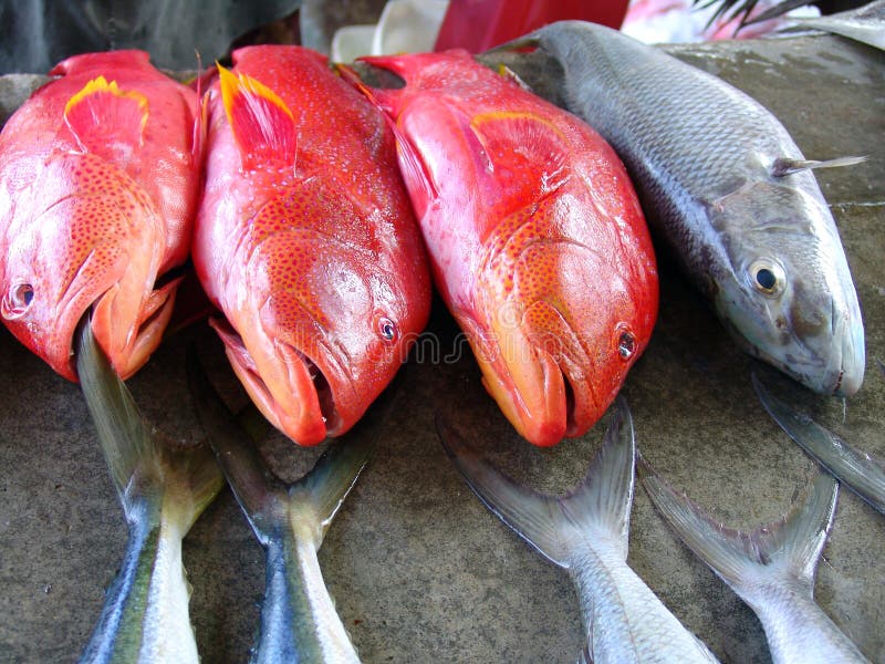 Red fresh fish