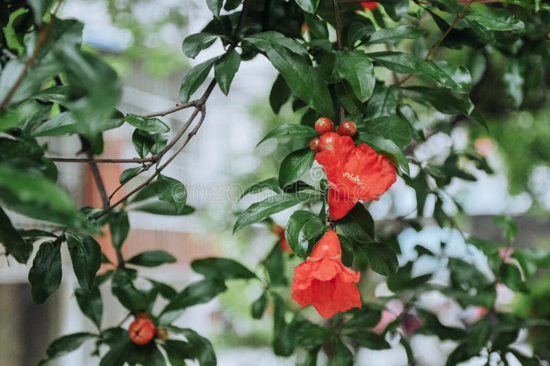 Pomegranate flowers in June royalty free stock photography Pomegranate flowers in June royalty free stock photography