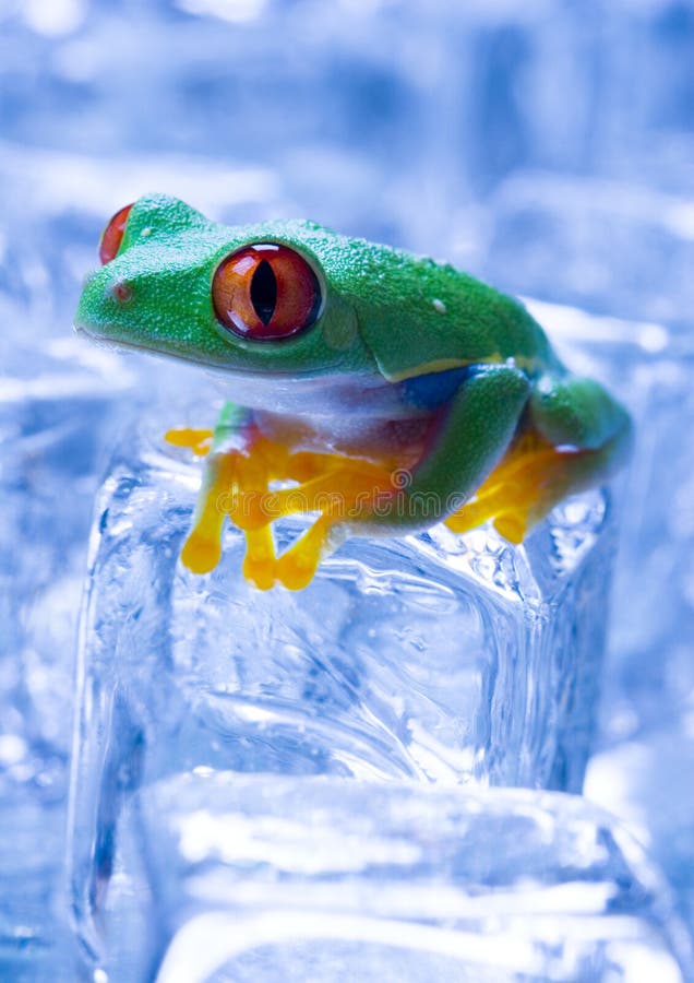 Cold frog stock image. Image of cold, amphibians, damp - 1890391