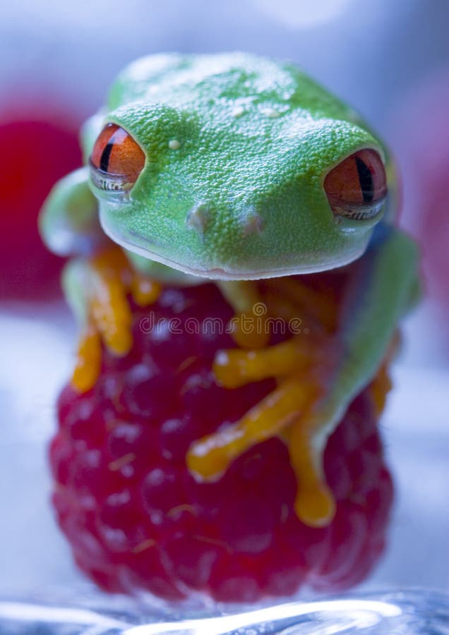 Red frog