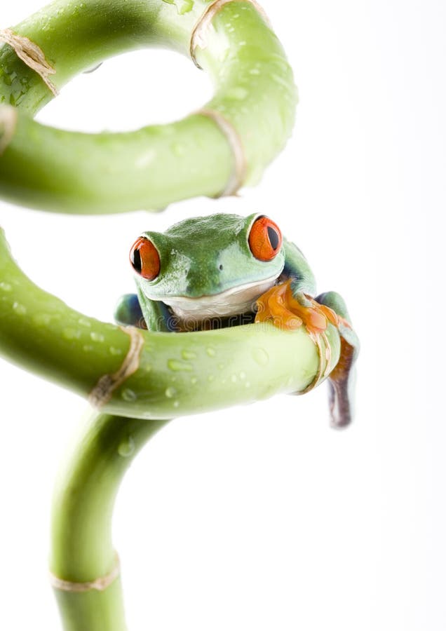 Frog on Cooking Pot Isolated Stock Image Image of nature, cute 4840403