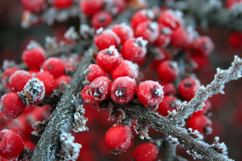 Red frozen berries