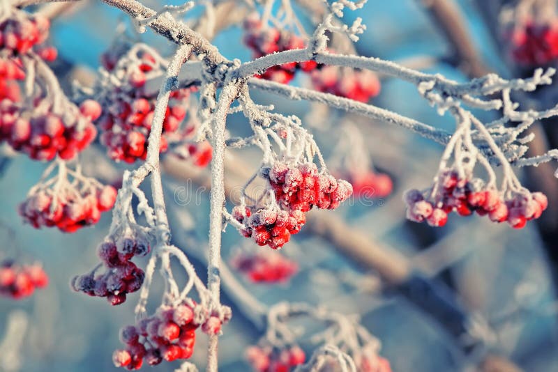 Red frozen Rowan berries covered with white hoarfrost in winter Park royalty free stock image Red frozen Rowan berries covered with white hoarfrost in winter Park royalty free stock image