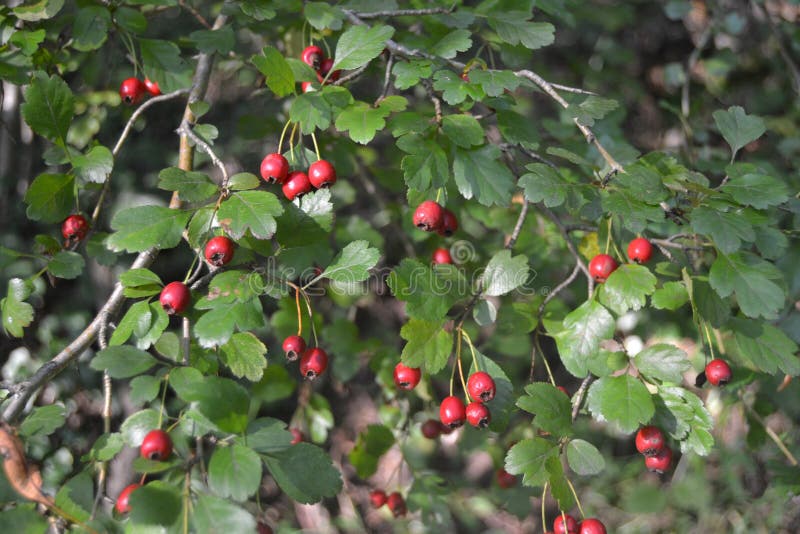 Red Fruitbearing Branches in Summer in Central Europe Stock Image