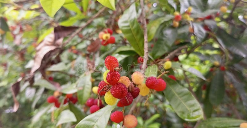 Red Fruits on bayberry kafal tree, fruit of Uttarakhand India, Mouth-watering red bayberry waiting for man to eat. Red Fruits on bayberry kafal tree, fruit of Uttarakhand India, Mouth-watering red bayberry waiting for man to eat.