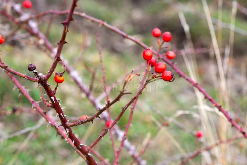 Red Fruits in a Bramble with Thorns Stock Photo - Image of beauty ...