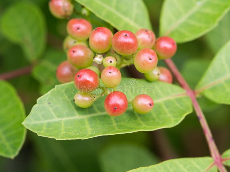 Red Fruits of Brazilian Peppertree Stock Image Image of click