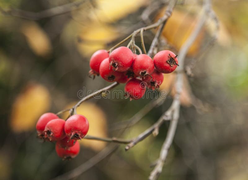 A red fruits - closeup. stock image. Image of leaves - 79569917