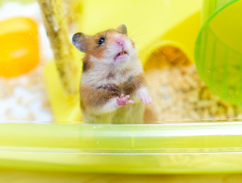 Funny Syrian Hamster Gets Out of Its Cage Stock Photo Image of hair