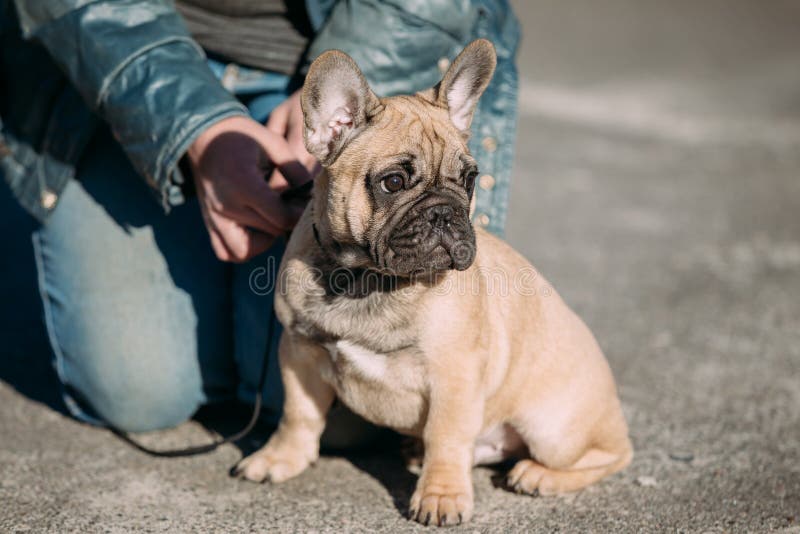 Red Funny Lovely French Bulldog Dog in Park Outdoor Stock Image - Image ...