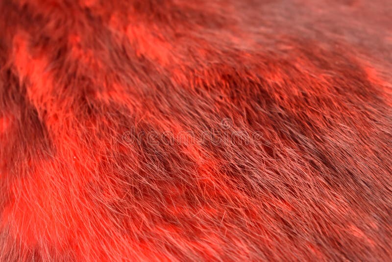 Red Fur Texture Background Stock Images Stock Image - Image of cover