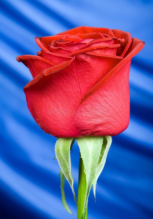 Close up of Gorgeous red Rose with blue shiny silk background. Close up of Gorgeous red Rose with blue shiny silk background