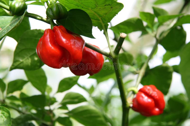 Red för peppar för chilihabanero varm royaltyfri fotografi