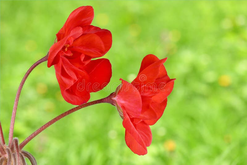 Red Garden Geranium Flowers Stock Image Image of group, natural