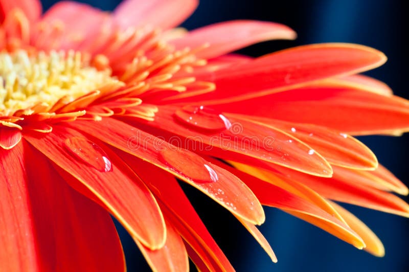 Red gebera flower close up