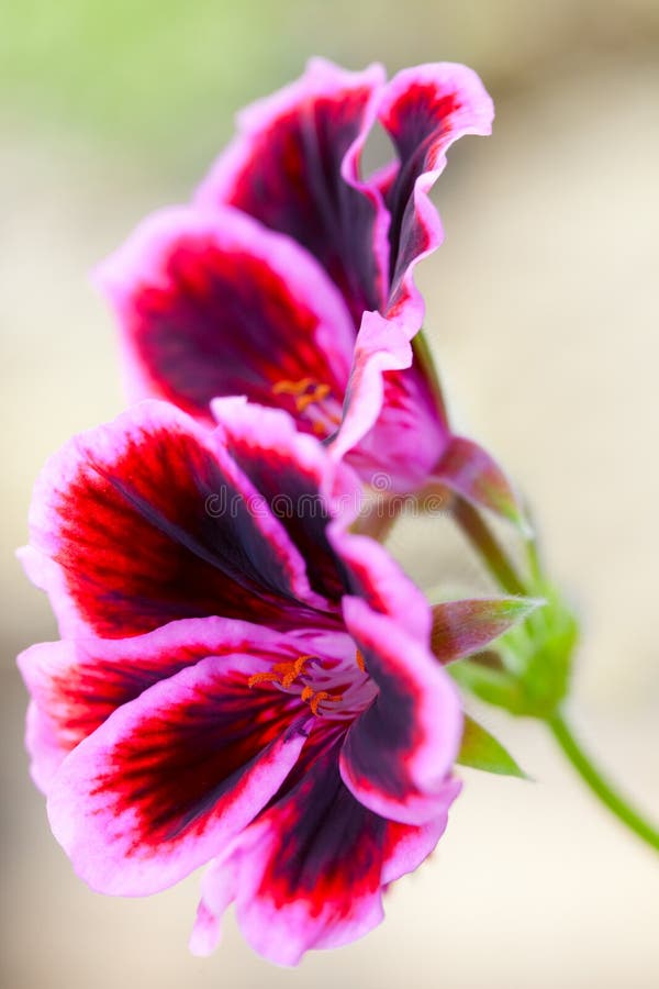 Red geranium flower stock photo. Image of fresh, seasonal 19229464