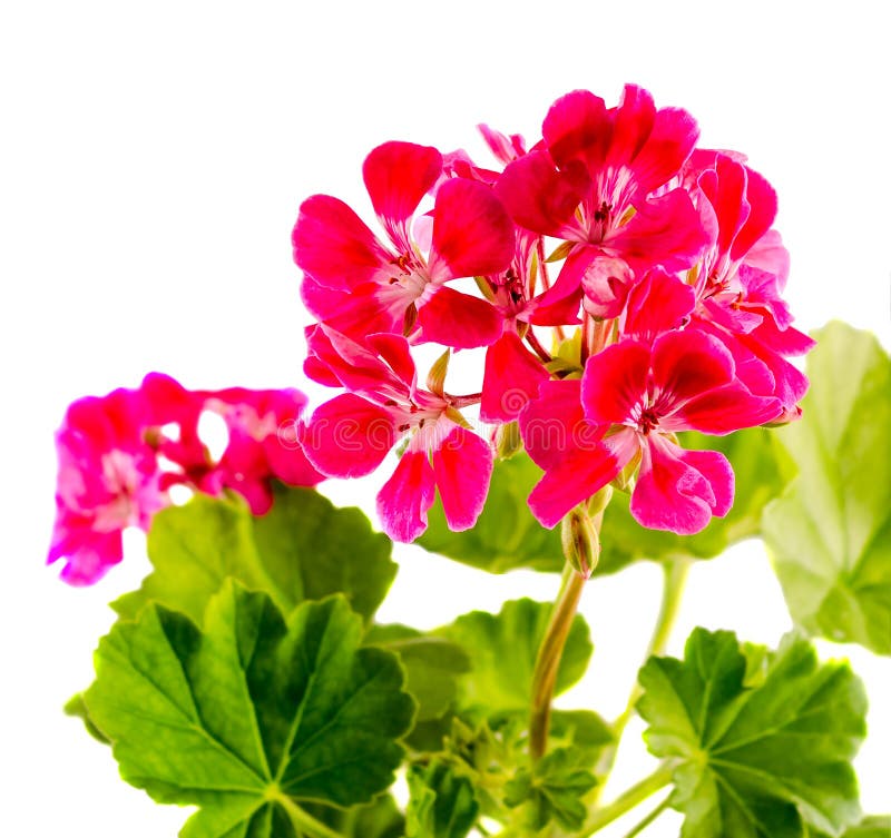 Red Geranium Flower CloseUp Stock Photo Image of plant, little 46012596