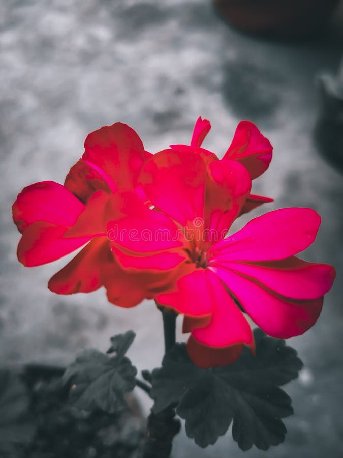 Red Geranium Flowers. Beautiful Geranium Flowers in Indian Garden Stock